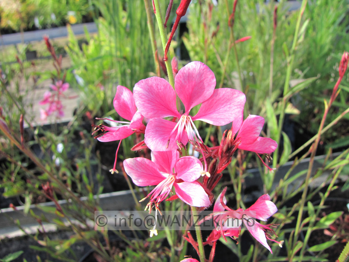Gaura lindheimeri Siskiou Pink - Macro.JPG